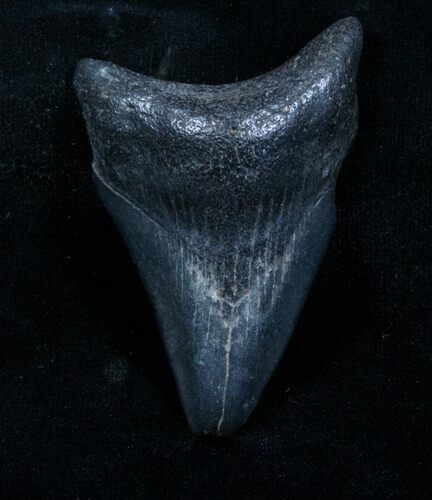 Bargain Megalodon Tooth - Venice, FL #3814